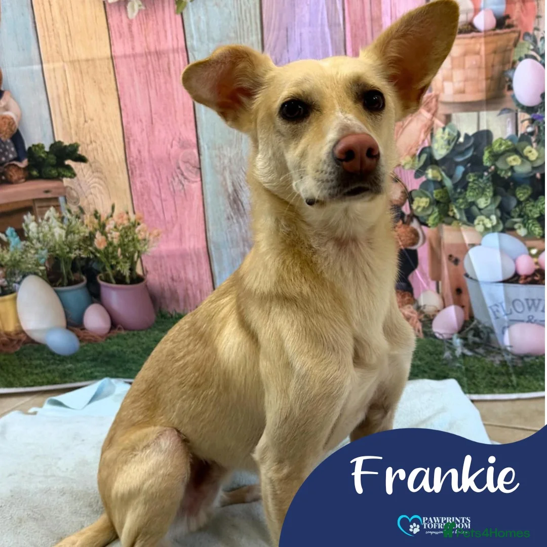Mixed Breed dogs for adoption: Meet Frankie, currently residing in Peterborough in Nantwich - Advert 1