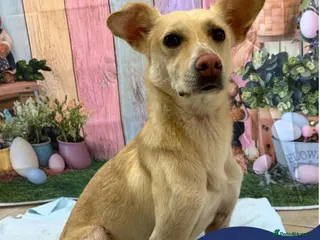 Mixed Breed dogs Meet Frankie, currently residing in Peterborough in Nantwich - Advert 9