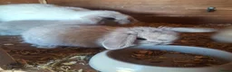 Mini Lop rabbits for sale: Stunning lop eared updated 14/04 - Advert 4