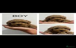 Maltipoo dogs for sale: Gorgeous Malshipoo puppies  - Image 1