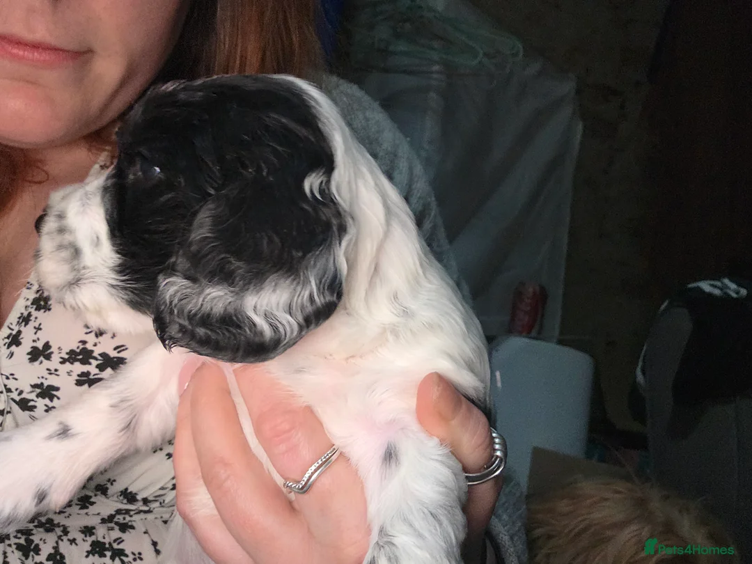 Cocker Spaniel dogs for sale: Cocker Spaniel Puppies (available for veiwing) - Advert 20