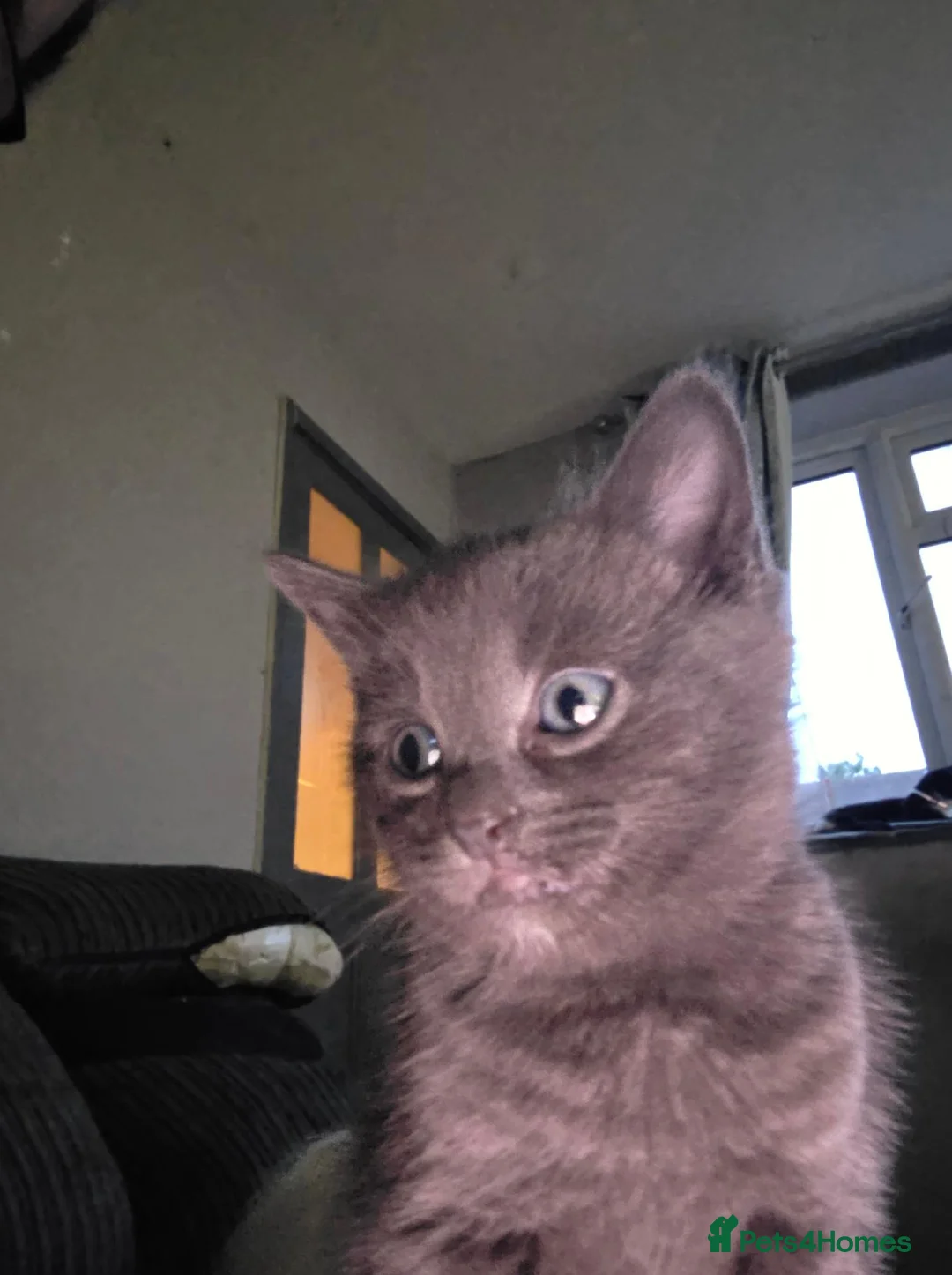 Mixed Breed cats for sale: Pure black and pure grey kittens - Advert 17
