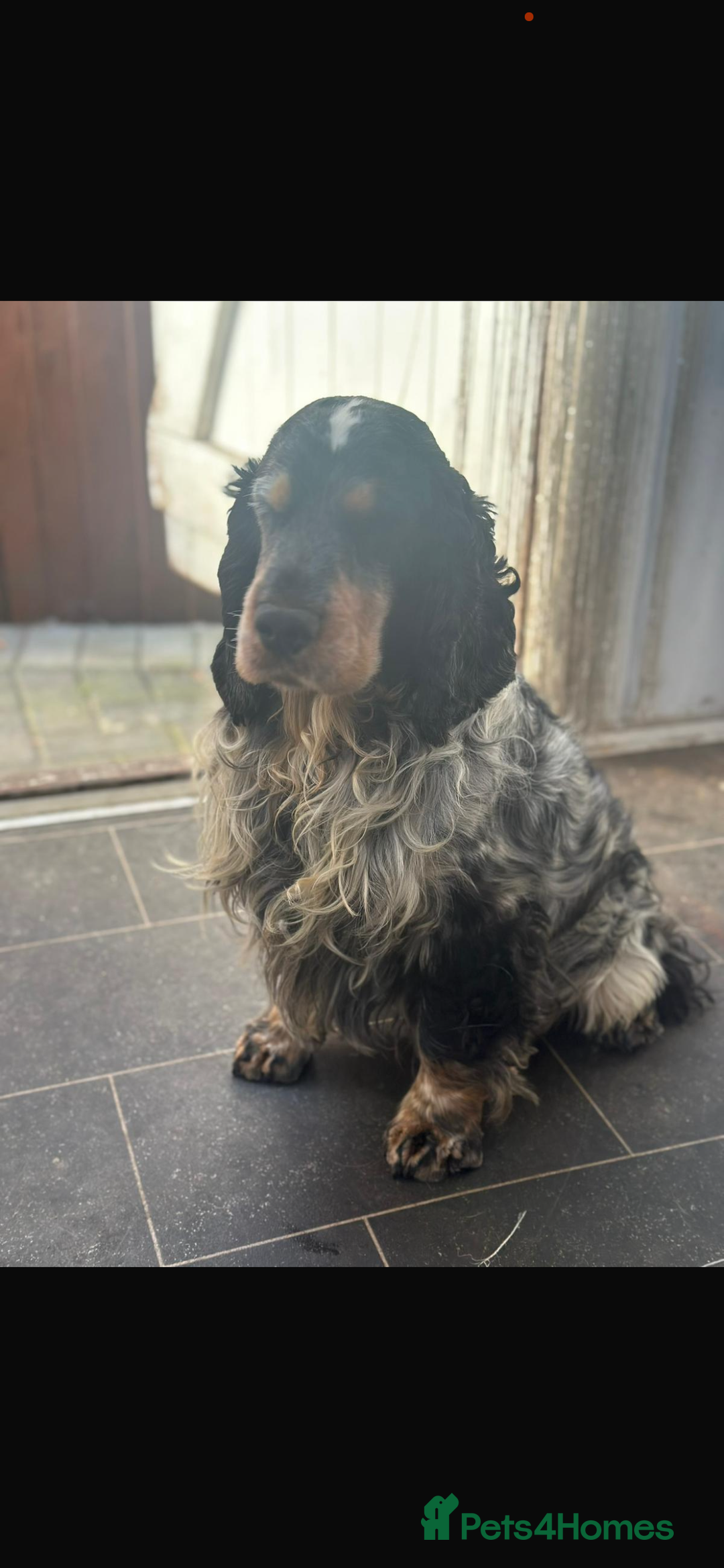 Cocker Spaniel dogs for sale: Kc registered show type cocker spaniels  - Advert 9