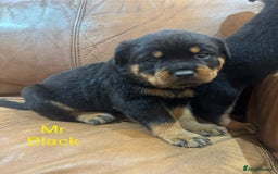 Rottweiler dogs for sale: KC Registered German Rottweiler Puppies - Image 9