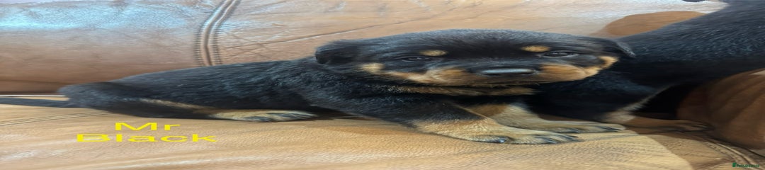 Mr Black