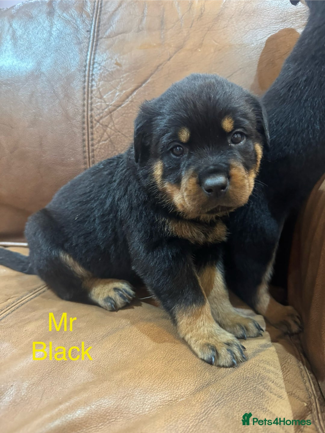 Rottweiler dogs for sale: KC Registered German Rottweiler Puppies - Image 9