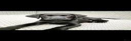 Labrador Retriever dogs for stud: American black Labrador  - Advert 5