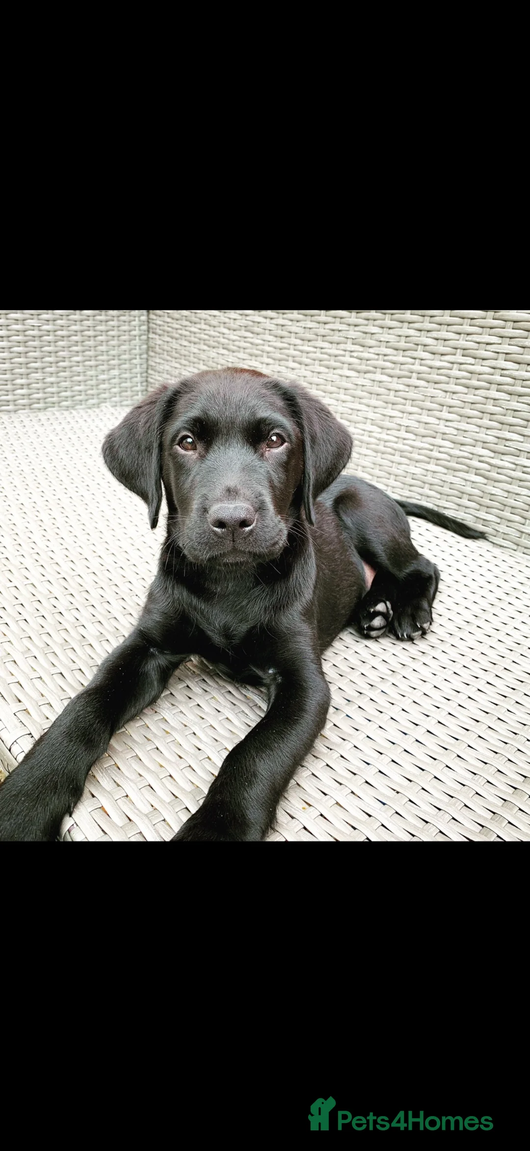 Labrador Retriever dogs for stud: American black Labrador  - Advert 5