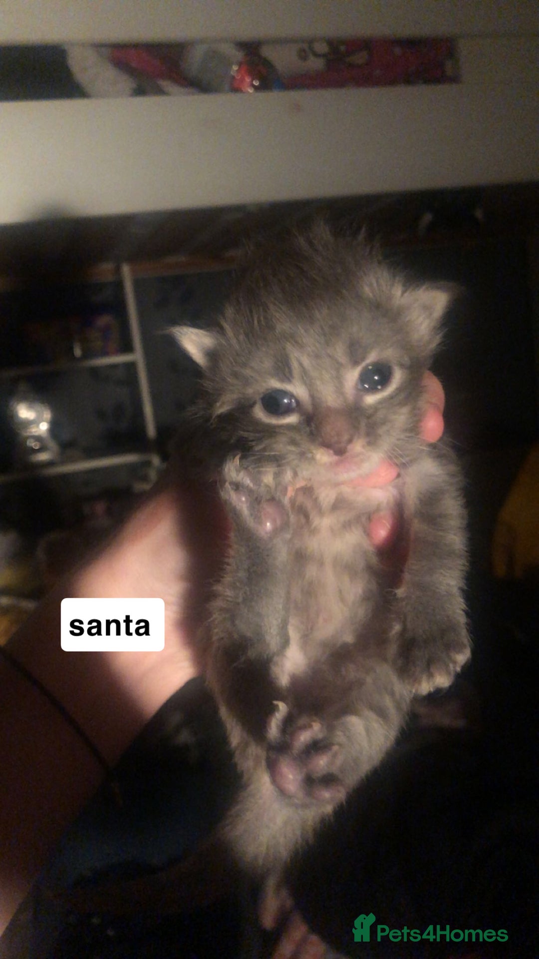 Mixed Breed cats for sale: 2 blue kittens  - Image 2
