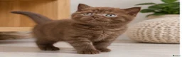 British Shorthair cats for sale: Last Boy British Shorthair chocolate 🤎✨ - Advert 3
