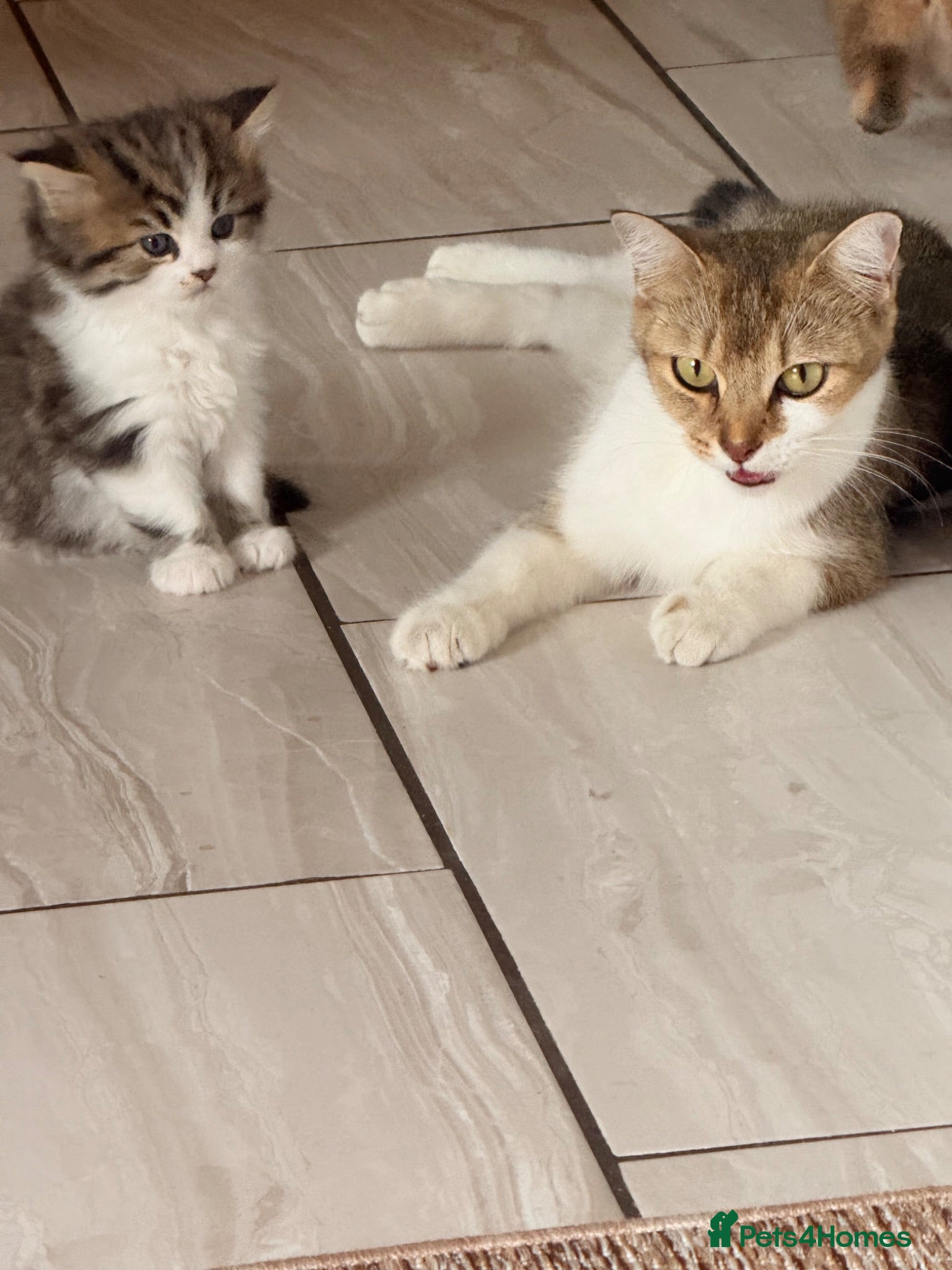 British Shorthair cats Rehoming mother with one kitten  - Advert 10