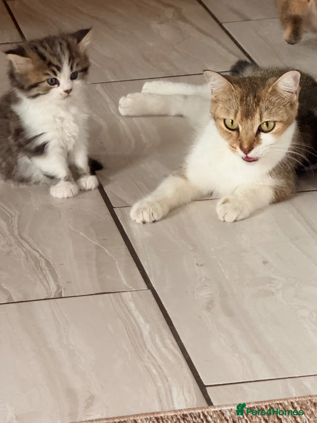 British Shorthair cats for sale: Rehoming mother with one kitten  - Advert 1