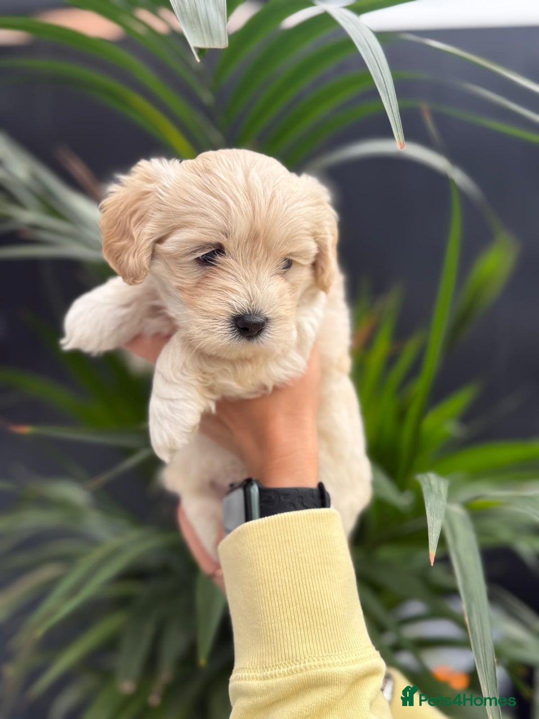 Maltipoo dogs for sale: ❤️Maltipoo beutifull puppies healthy checked❤️😍🥰 - Image 5
