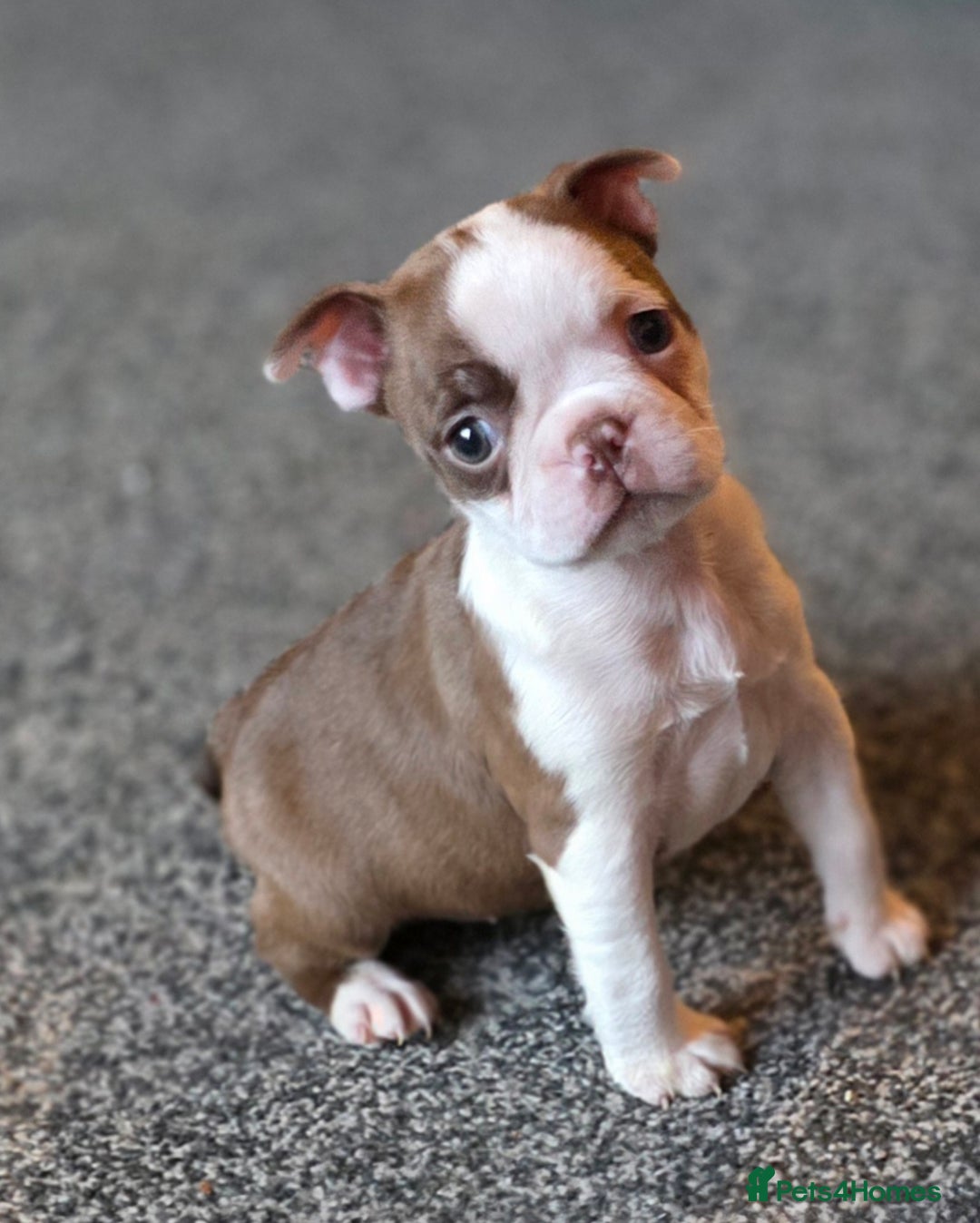 Boston Terrier dogs for sale: Stunning KC Reg Boston Terrier last girl left - Advert 38