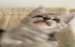 Maine Coon cats for sale: Maine Coon boy male TICA pedigree shaded  - Image 7
