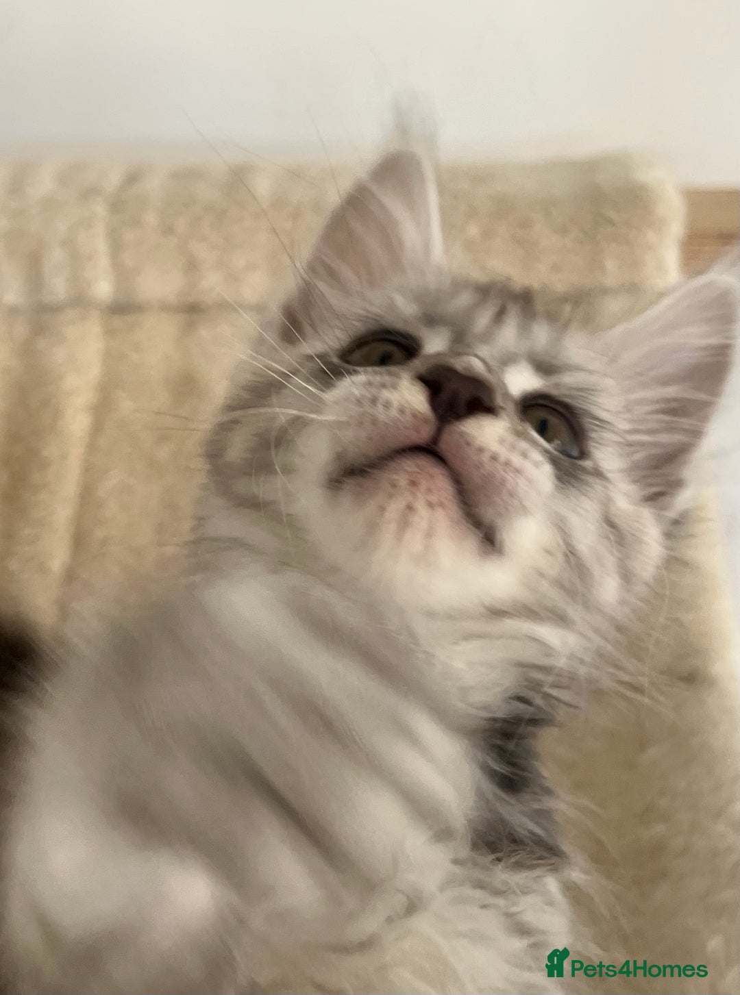 Maine Coon cats for sale: Maine Coon boy male TICA pedigree shaded  - Image 7