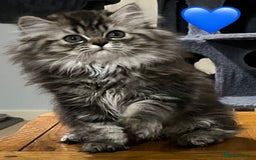 British Longhair cats for sale: 3 Adorable British Longhair x Persian Kittens  - Image 6