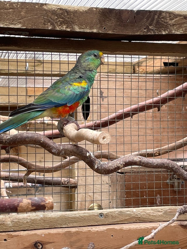 Mulga Parrot (Many Coloured Parakeet) for sale in Middlesbrough