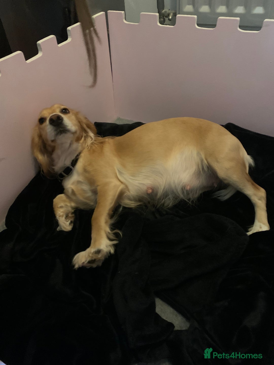 Cocker Spaniel dogs for sale: Working Cocker Spaniel Puppies  - Advert 4