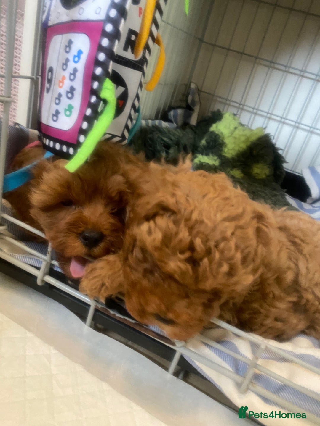 Cavapoo dogs for sale: Red cavapoo babies both parents dna health tested  in Newark - Image 25