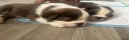 English Bulldog dogs for sale: FLUFFY ENGLISH BULLDOG  - Advert 3
