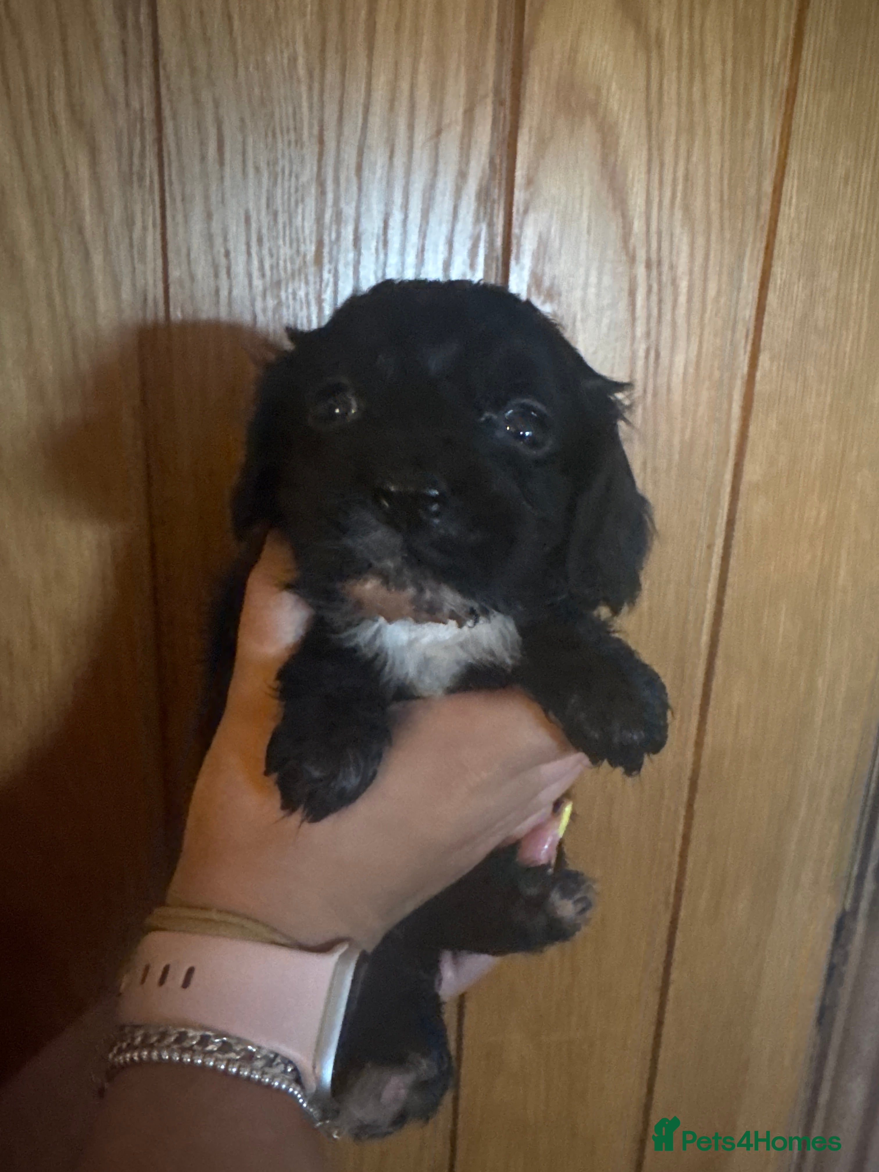 Cockapoo dogs Beautiful cockapoo puppies 🐶  - Advert 12