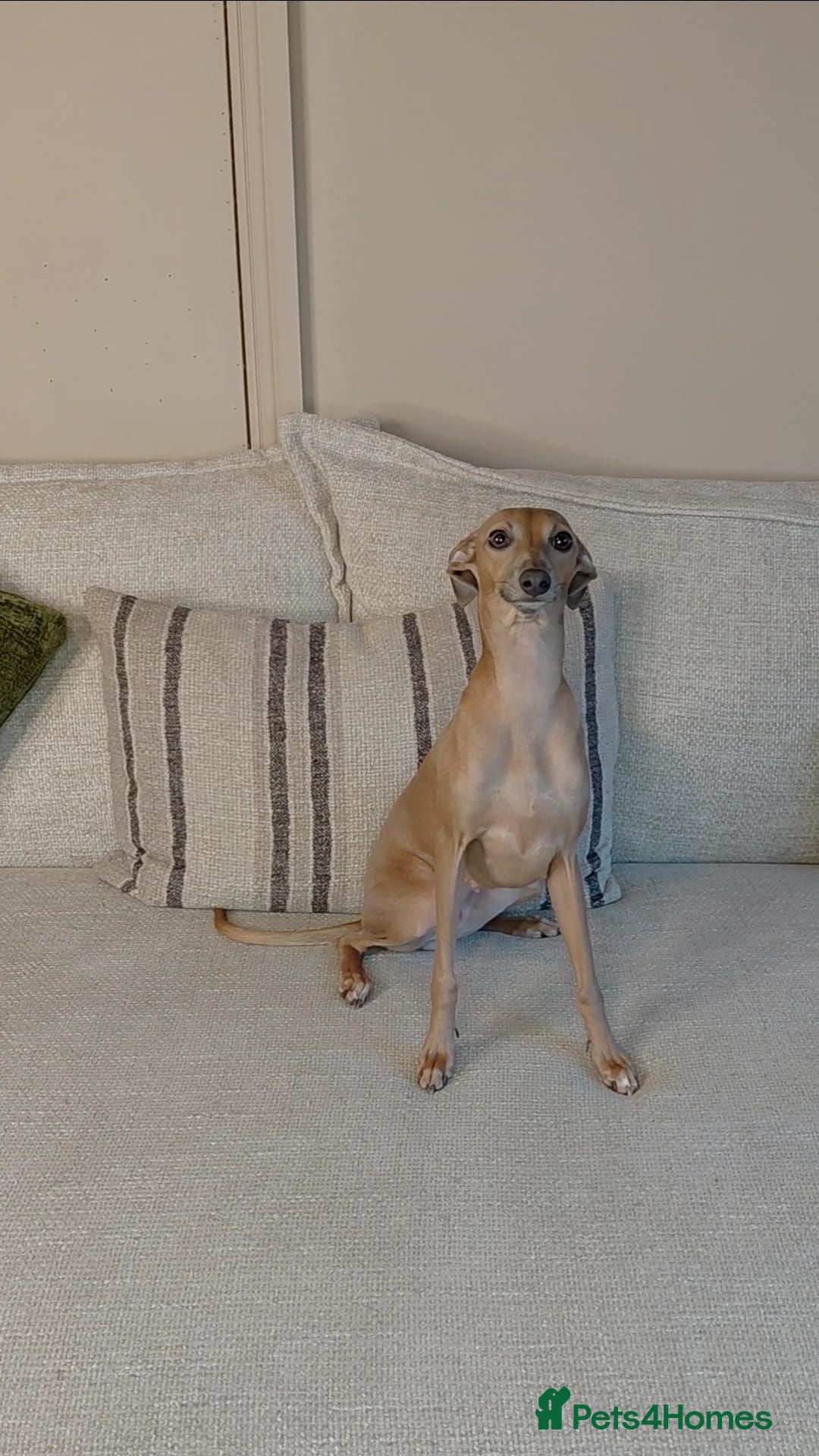 Italian Greyhound dogs 🐾 Italian Greyhound Puppies for Sale 🐾 - Advert 9