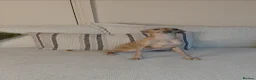 Italian Greyhound dogs for sale: 🐾 Italian Greyhound Puppies for Sale 🐾 - Advert 1
