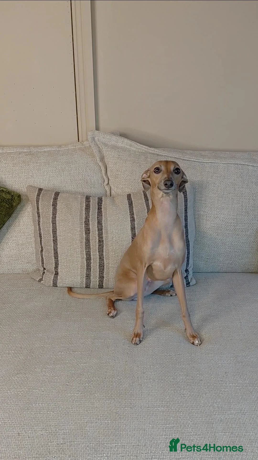Italian Greyhound dogs for sale: 🐾 Italian Greyhound Puppies for Sale 🐾 - Advert 1