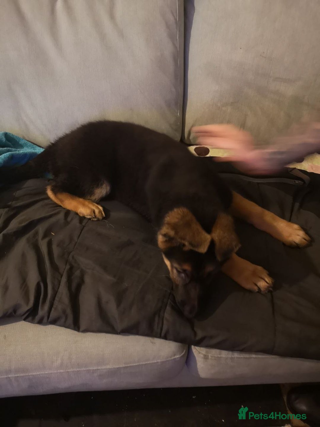 German Shepherd dogs for sale: One large straight back male puppy 11 weeks - Advert 18