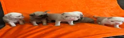 Pug dogs for sale: Unique pug puppies in Swanley - Advert 8