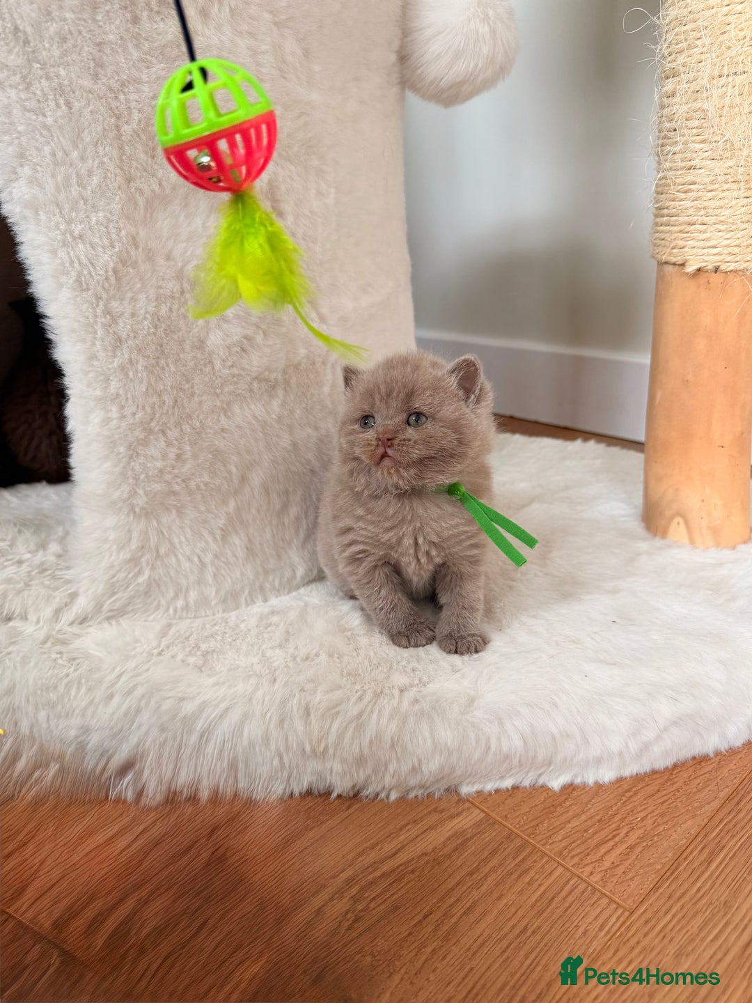 British Shorthair cats for sale: 7 British Shorthair Kittens TICA®️ – Import Lines - Image 10