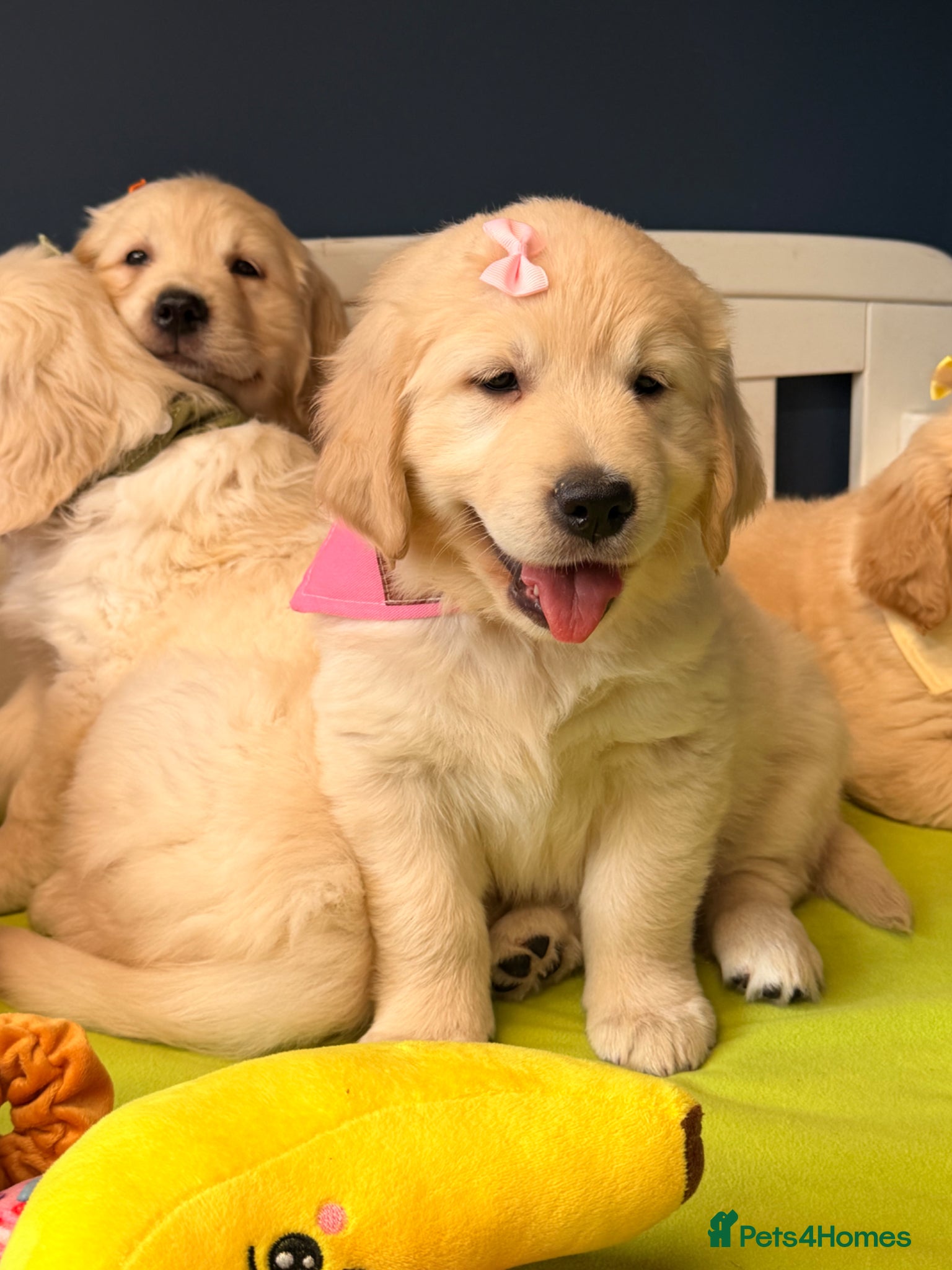 Golden Retriever dogs for sale: 🐶 Gorgeous Chunky type Golden Retriever Puppies🐶 - Advert 14
