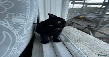 Mixed Breed cats - Advert 7