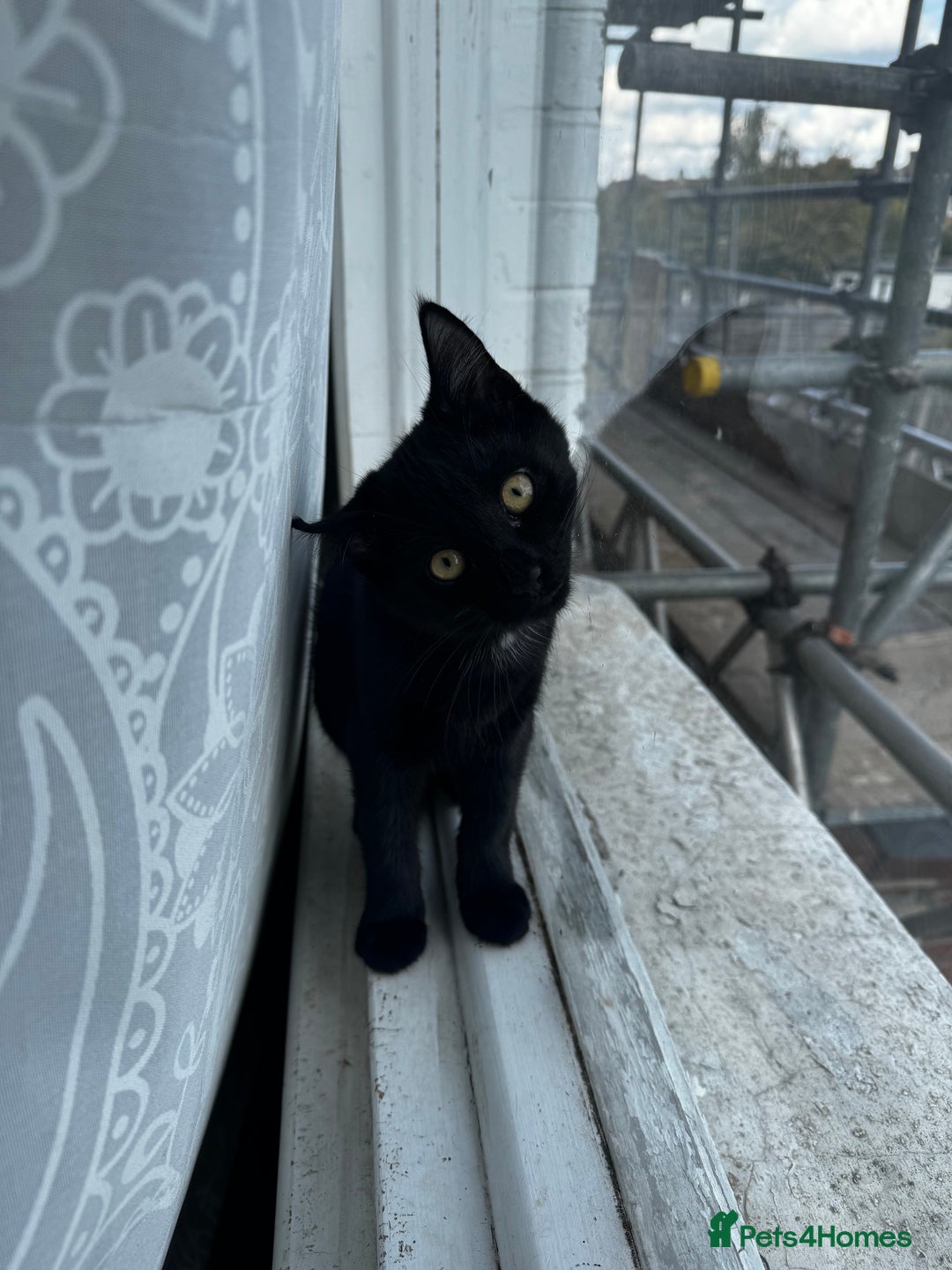 Mixed Breed cats for sale: NEED GONE ASAP2 cutekittens looking for a new home - Image 3