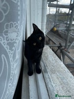 Mixed Breed cats - Advert 5