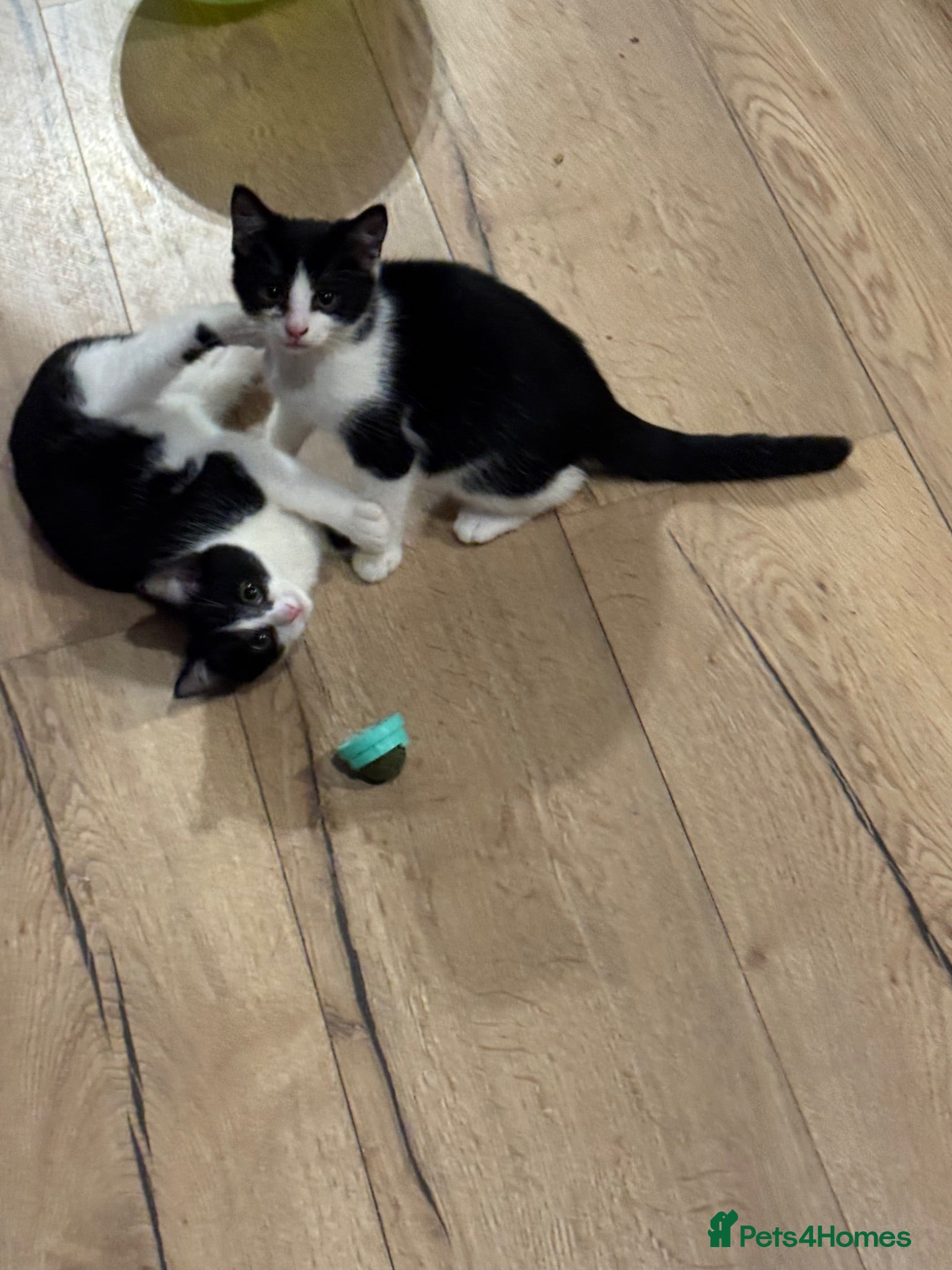 Mixed Breed cats 2 neutered male kittens  - Advert 5