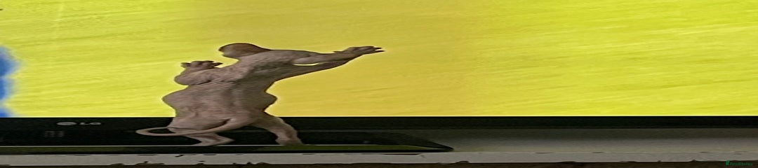 Sphynx Kitten 4 sold