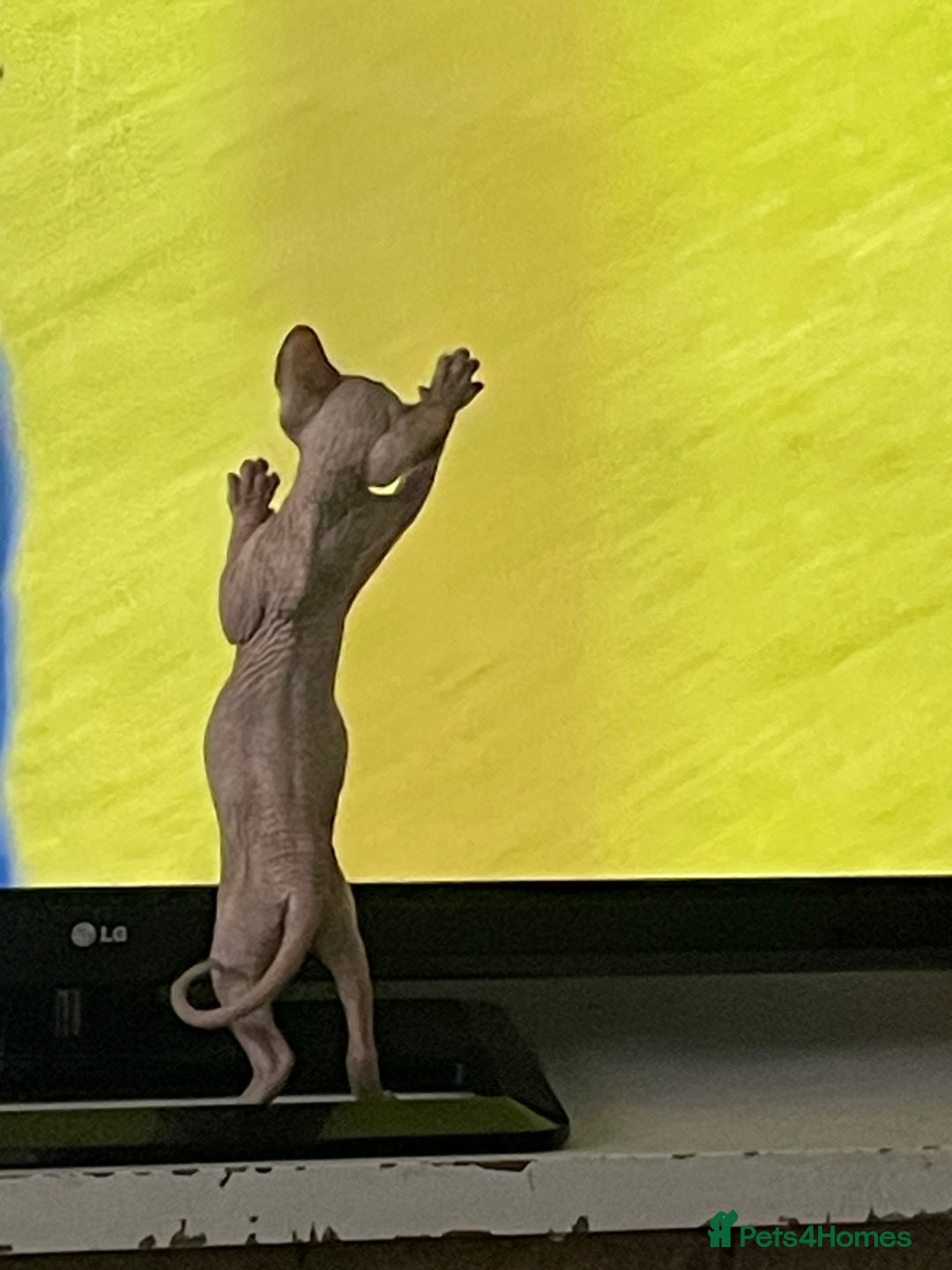 Sphynx cats for sale: Sphynx kittens  - Advert 22