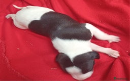 Whippet dogs for sale: KC HEART AND HEALTH TESTED WHIPPETS - Image 39