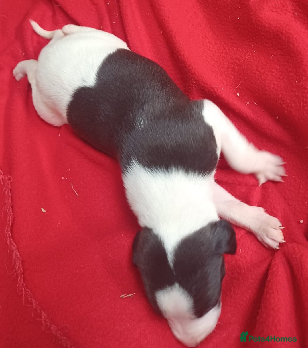 Whippet dogs for sale: KC HEART AND HEALTH TESTED WHIPPETS - Image 39