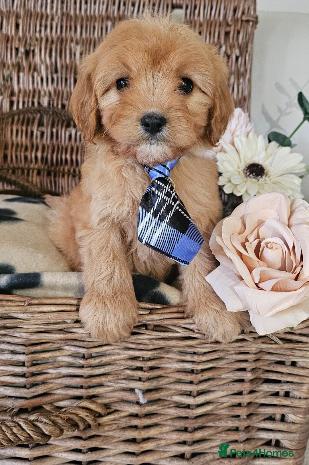 Cavapoo dogs for sale: Cavapoo puppies please call 07907327738 - Image 8