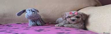 Maltipoo 3