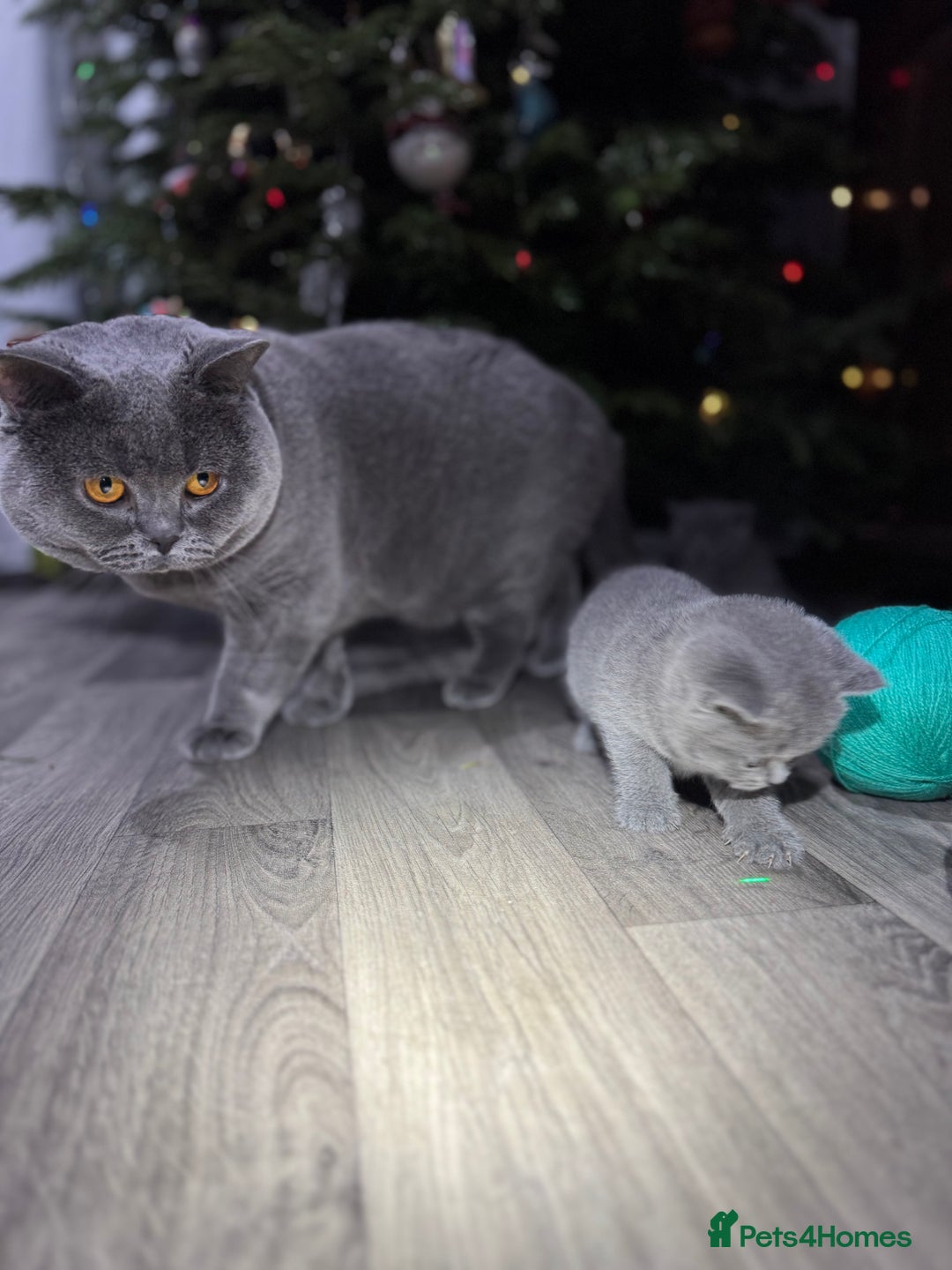 British Shorthair cats for sale: Beautiful British Shorthair Blue Kittens Available - Advert 21