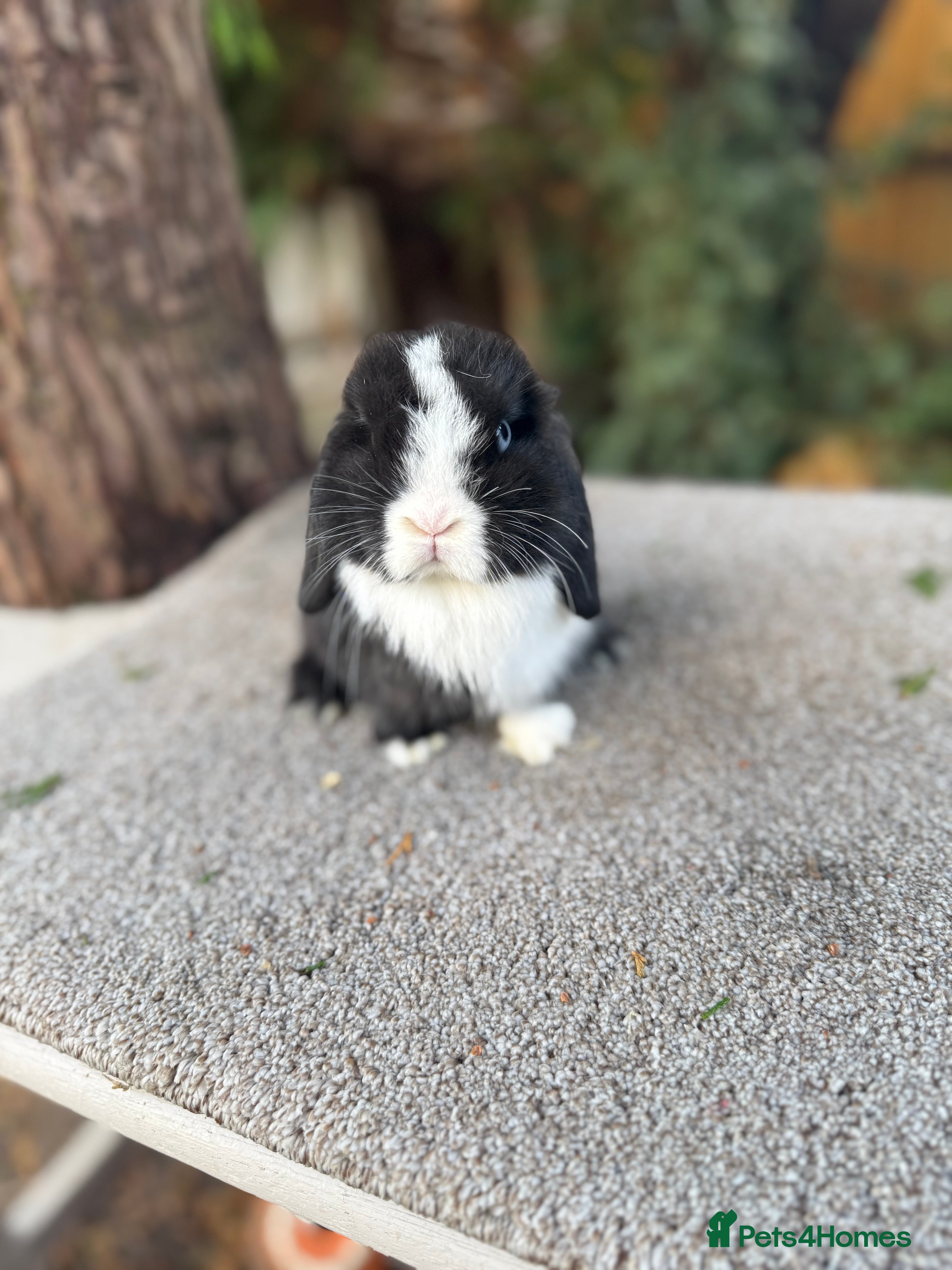 Mini Lop rabbits Two mini lop sisters available  - Advert 1
