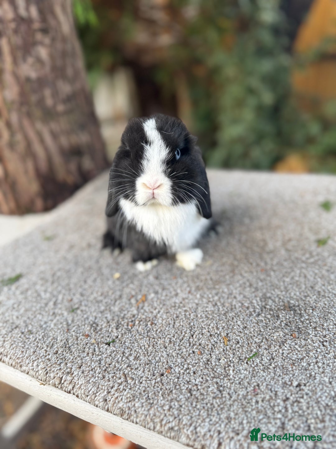 Mini Lop rabbits for sale: Two mini lop sisters available  - Advert 1