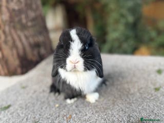 Mini Lop rabbits Two mini lop sisters available - Advert 12
