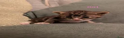 Mixed Breed cats for sale: 6 Gorgeous Kittens Looking for Their Forever Homes in Swansea - Advert 5