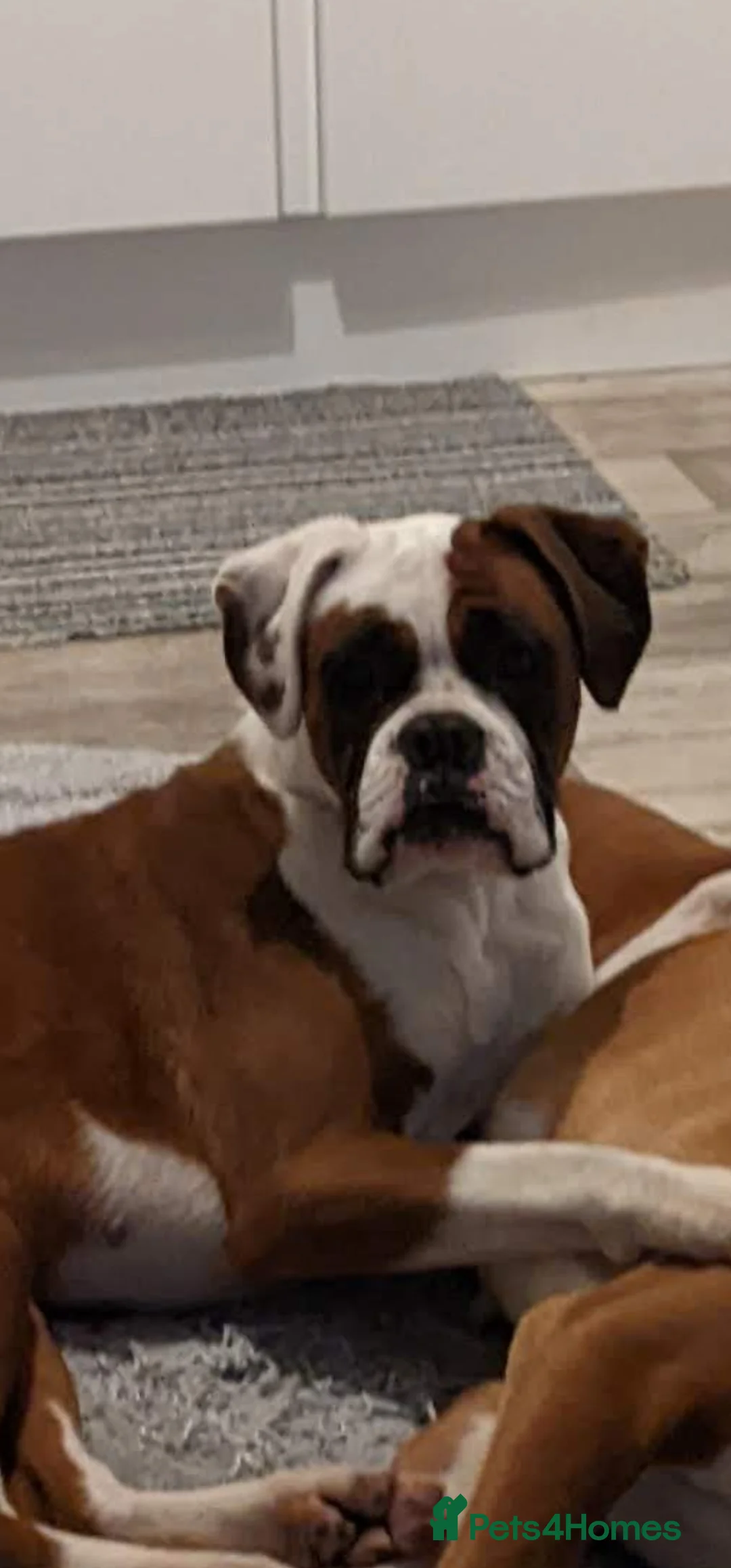 Boxer dogs for sale: sealed boxer girl - Advert 1