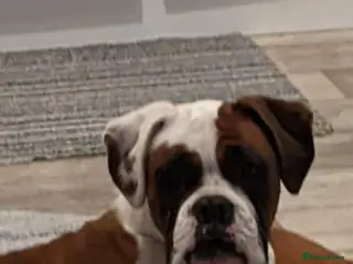 Boxer dogs sealed boxer girl - Advert 2